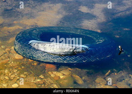Ein verlassener Reifen verworfen Reifen in Wasser Stockfoto