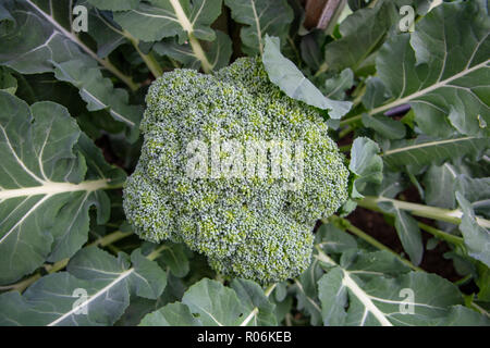Frische organische Brokkoli wächst in einem Heim Garten und bereit für eine gesunde Mahlzeit zu holen Stockfoto