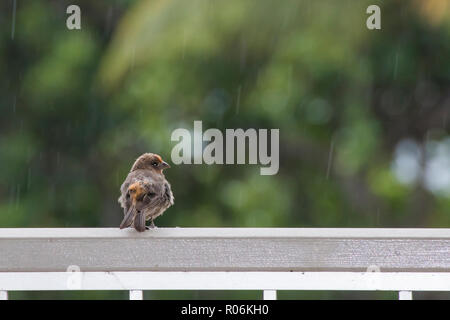 Orange und Braun House finch Vogel mit Federn Fluffed wartet auf die Reling für Regen zu Ende mit grünem Hintergrund und Regentropfen Stockfoto