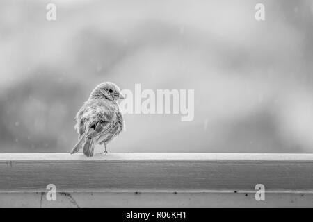 Schwarze und weiße flauschige House finch Vogel auf Geländer wartet auf Regen zu Ende mit Detail in Gesicht und Federn und Regen im Hintergrund Stockfoto