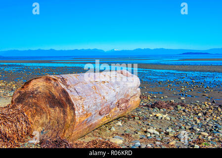 Ansicht der Rathtrevor Beach Provincial Park während der Ebbe in Vancouver Island, BC, Kanada Stockfoto