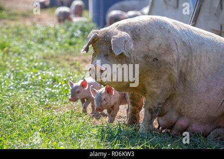 Ein Baby Schweinchen sieht zu seinem sow Mamma für Komfort auf einem freien Bereich der Schweinehaltung in Neuseeland Stockfoto