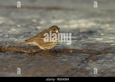 Eine hübsche Rock Pieper (Anthus petrosus) auf der Suche nach Nahrung an der Küste des Moray Firth im Nordosten von Schottland. Stockfoto