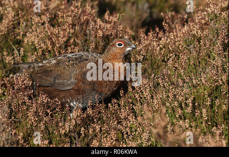 Eine atemberaubende Moorschneehuhn (Lagopus lagopus) stehen unter den Heather in den Highlands von Schottland. Stockfoto