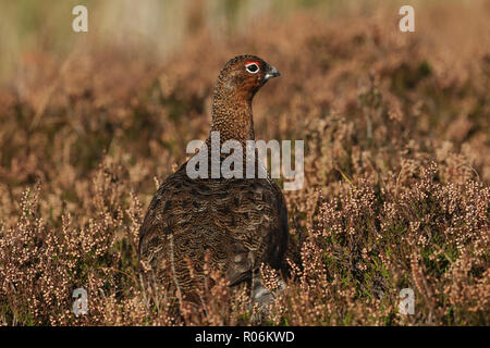 Eine atemberaubende Moorschneehuhn (Lagopus lagopus) stehen unter den Heather in den Highlands von Schottland. Stockfoto