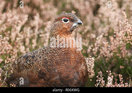 Eine atemberaubende Moorschneehuhn (Lagopus lagopus) stehen unter den Heather in den Highlands von Schottland. Stockfoto