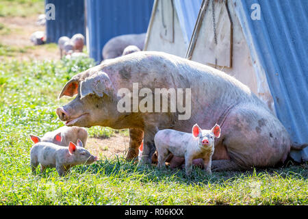 Ferkel mit ihrer Mutter auf einem freien Bereich der Schweinehaltung in Neuseeland Stockfoto
