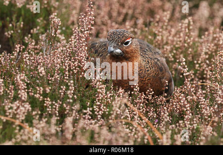 Eine atemberaubende Moorschneehuhn (Lagopus lagopus) stehen unter den Heather in den Highlands von Schottland. Stockfoto