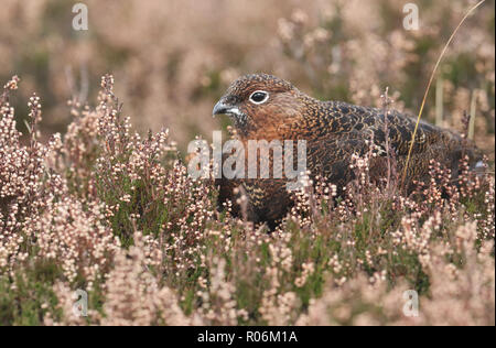 Eine atemberaubende Moorschneehuhn (Lagopus lagopus) stehen unter den Heather in den Highlands von Schottland. Stockfoto