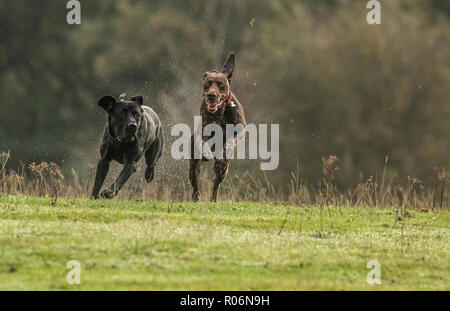 Ein schwarzer Labrador und einen Deutschen Zeiger zusammen Laufen auf nassem Gras. Stockfoto