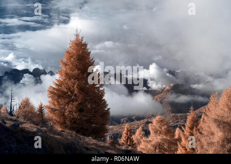 Nevegal in Infrarot - Alpe del Nevegal, Belluno, Dolomiti Stockfoto