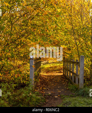 Herbst Farben umgeben einen Holzsteg in Yorkshire Landschaft. Stockfoto