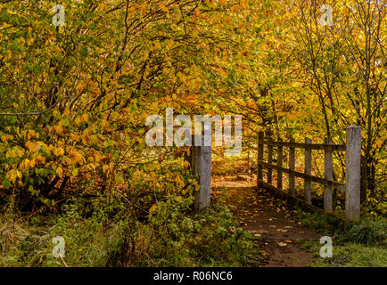 Herbst Farben umgeben einen Holzsteg in Yorkshire Landschaft. Stockfoto