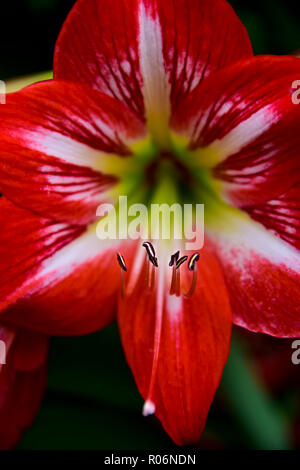 Rote Lilie Blume im Park Stockfoto