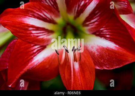 Rote Lilie Blume im Park Stockfoto