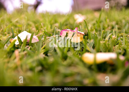 Die Blütenblätter der Rosen auf dem Gras Stockfoto