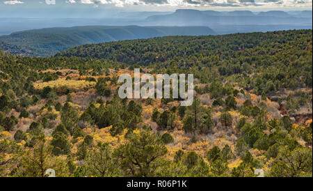 Herbst Farbe - Manti-La Sal National Forest, Illinois Stockfoto