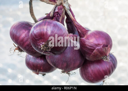 Zwiebeln Rote Baron gebunden zusammen in ein Bündel nach getrocknet wird. Diese werden über den Winter genutzt werden. Stockfoto