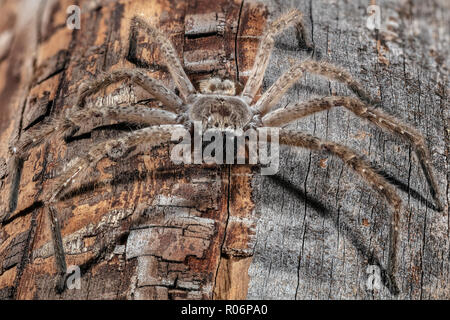 Giant Crab Spider, Fuchsjagd giganteus Stockfoto
