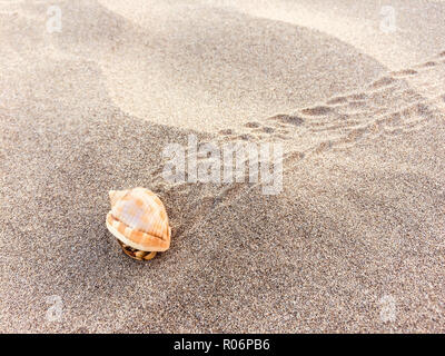 Einsiedlerkrebs am Strand - Krabben im Inneren der Schale Stockfoto