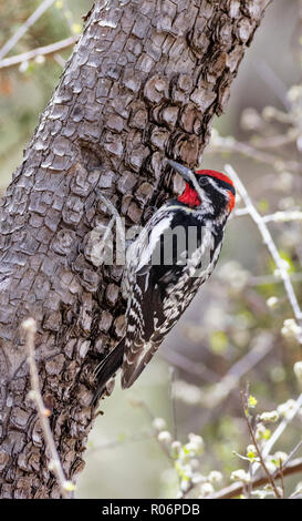 Rot-naped Sapsucker, Sphyrapicus nuchalis, Arizona Stockfoto