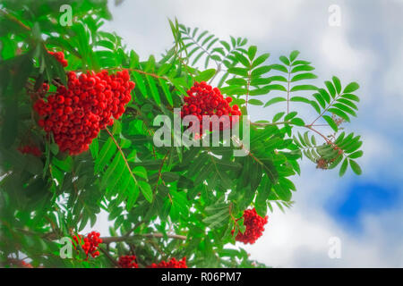 Rowan Filialen mit reife rote Früchte, die durch Sonnenlicht beleuchtet Stockfoto