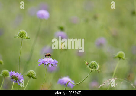 Ein hoverfly Fütterung auf ein Feld in einem Artenreichen scabious Wilde Blumenwiese in Bohinj, Slowenien. Stockfoto