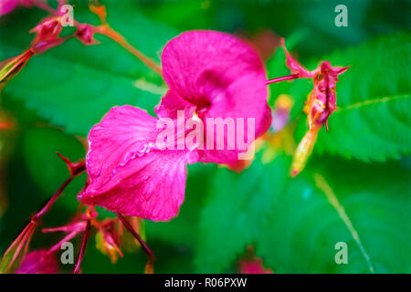 Hell lila Blumen Antirrhinum cirrhigerum Blume im Garten Stockfoto