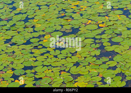 Lily Pads ein Moosbeere-sumpf See in Killarney Provincial Park in Ontario Stockfoto