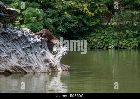 Glatte beschichtete Otter Schmierblutungen ein Fisch Stockfoto