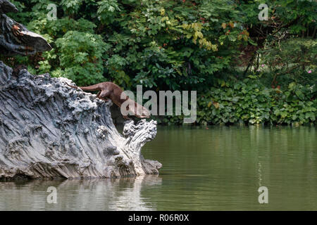 Glatte beschichtete Otter Schmierblutungen ein Fisch Stockfoto