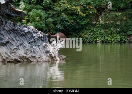 Glatte beschichtete Otter tauchen nach Spotting ein Fisch Stockfoto