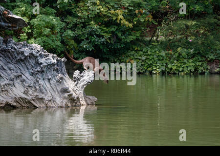 Glatte beschichtete Otter tauchen nach Spotting ein Fisch Stockfoto