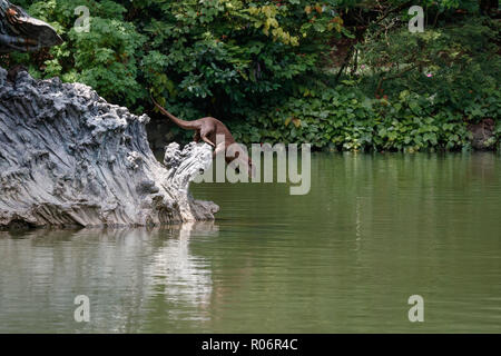 Glatte beschichtete Otter tauchen nach Spotting ein Fisch Stockfoto