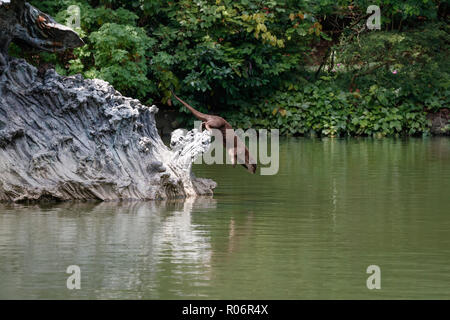 Glatte beschichtete Otter tauchen nach Spotting ein Fisch Stockfoto