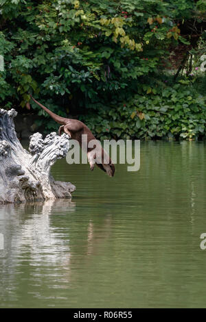 Glatte beschichtete Otter tauchen nach Spotting ein Fisch Stockfoto