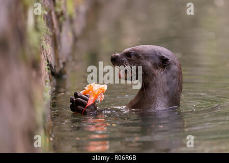 Glatte beschichtete Otter essen ein Karpfen in Singapur Botanischen Gärten Stockfoto