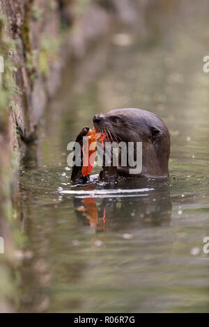 Glatte beschichtete Otter essen ein Karpfen in Singapur Botanischen Gärten Stockfoto