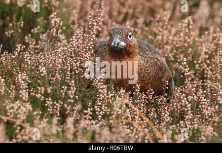 Eine atemberaubende Moorschneehuhn (Lagopus lagopus) stehen unter den Heather in den Highlands von Schottland. Stockfoto