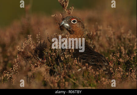 Eine atemberaubende Moorschneehuhn (Lagopus lagopus) stehen unter den Heather in den Highlands von Schottland. Stockfoto