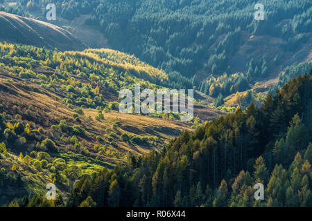 Das Seitental des Blaencwm im Rhondda, das Tal und die Bäume South Wales Stockfoto