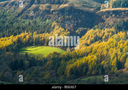 Wald und Wiese unten Pen Pych im Rhondda Fawr Valley South Wales Stockfoto