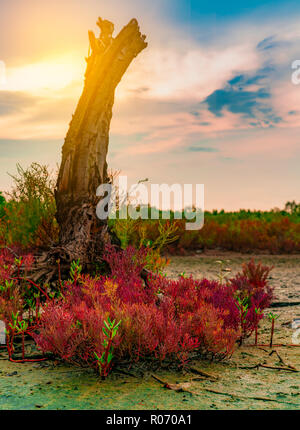 (Seablite Sueda maritima) Wachstum in sauren Böden. Sauren Böden Indikator Pflanzen. Red Seablite wachsen in der Nähe von toten Baum auf unscharfen Hintergrund der Mangrovenwald, Stockfoto