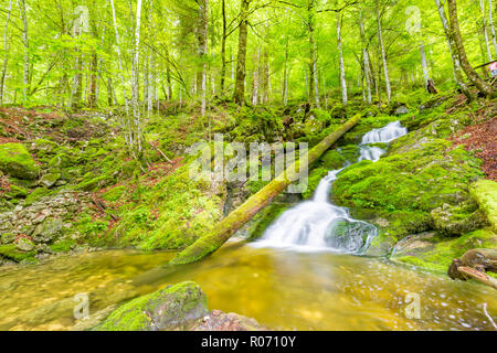 Cascade Falls über bemoosten Felsen. Schönen grünen Wald Szene, Strom von Wasser. Ruhige grüne Natur Hintergrund Konzept Stockfoto