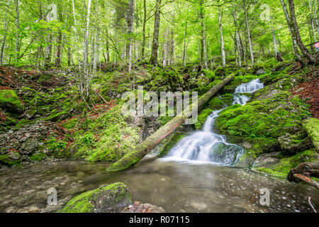 Cascade Falls über bemoosten Felsen. Schönen grünen Wald Szene, Strom von Wasser. Ruhige grüne Natur Hintergrund Konzept Stockfoto