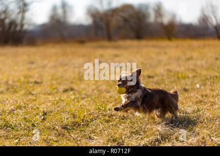 Chihuahua Hund läuft auf dem grünen Gras, cute puppy Portrait Stockfoto