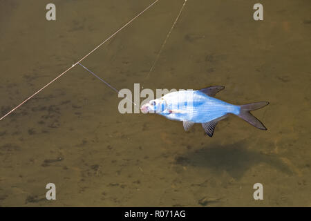 Ein Jugendlicher, Brassen (abramis Brama) auf der unteren Fischerei gefangen. Ruht auf der Oberfläche des Wassers auf den Haken Stockfoto