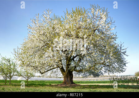 Kirschblüte Baum im Frühling Stockfoto