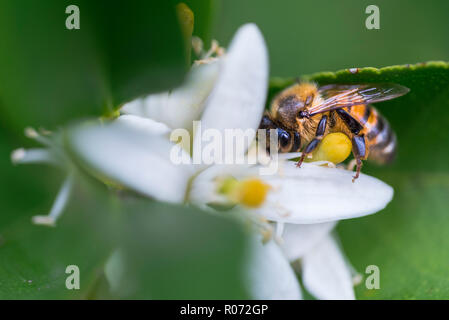 Ein Honig Biene landet auf der Blume des Tahitianischen Lime Tree, Citrus x latifolia, Pollen sammeln zurück in den Bienenkorb zu nehmen, Ansicht schließen, Australien Stockfoto