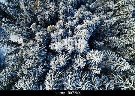 Europa, Haute Savoie, Rhône-Alpes, Frankreich, Chamonix, Luftaufnahme von Schnee bedeckt Pinien Stockfoto